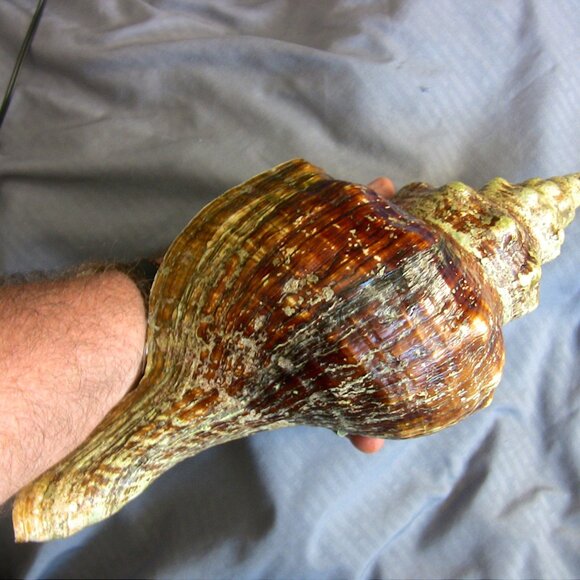 Beautiful Florida Horse Conch Shell 12" - Picture 7 of 8